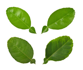 Fototapeta premium Citrus leaf isolated on white background