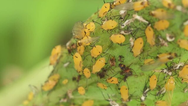 Colony of Oleander aphids on a milkweed