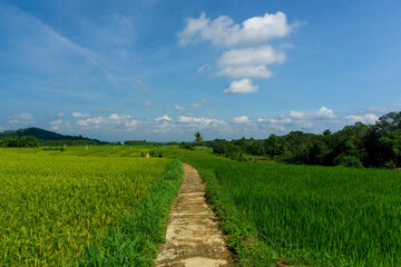 Fototapeta na wymiar agricultural road infrastructure with green yellow rice with blue sky in the agricultural sector in bengkulu, indonesia