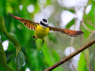 Portait of a Great Kiskadee in Flight in Costa Rica