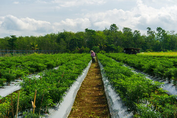 Red chili farmers are harvesting in the agricultural sector in Indonesia