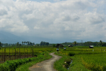 Fototapeta na wymiar rural road infrastructure in the agricultural and rice fields sector in Indonesia