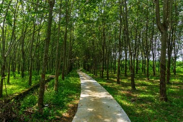 Fototapeta na wymiar beautiful rubber garden in Bengkulu Indonesia