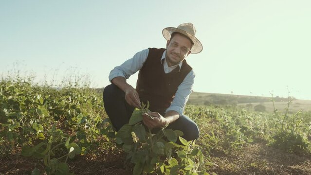 Male farm worker hand harvesting green fresh ripe organic soybean. Cinematic 4K
