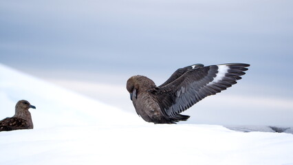Brown skua (Stercorarius antarcticus) on the snow, with its wings extended, at Portal Point, Antarctica