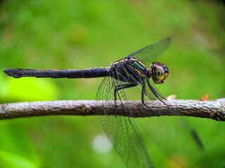 dragonfly on a leaf