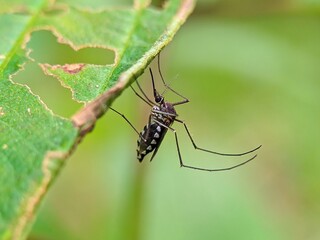 Mosquitoes that perch under the leaves with a stomach that looks full