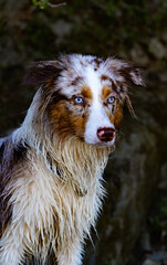 Close up of Australian Shepard face with blue eyes