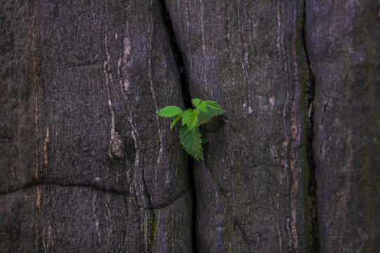 Young tree plant growing through the cracked rock. Background photo. High quality photo