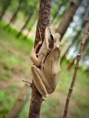 red eyed tree frog