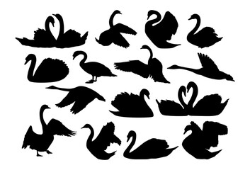 Swans. Illustrations of birds on a white background.