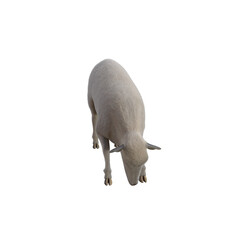 Sheep photorealistic in different poses isolated on white background. 3d rendering-illustration.