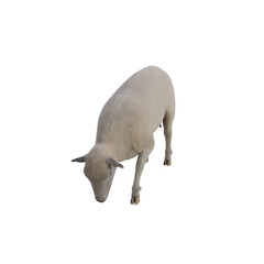 Sheep photorealistic in different poses isolated on white background. 3d rendering-illustration.