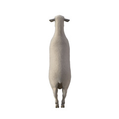 Sheep photorealistic in different poses isolated on white background. 3d rendering-illustration.