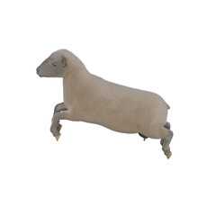 Sheep photorealistic in different poses isolated on white background. 3d rendering-illustration.