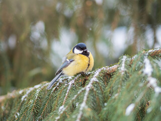 Cute bird Great tit, songbird sitting on the fir branch with snow in winter