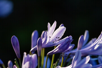 Close-up of blossoms and buds of an African lily (Agapanthus) with dark background