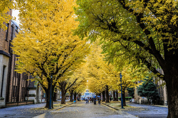 Bunkyo ward,Tokyo,Japan on December7,2019:Beautiful yellow ginkgo tunnel at University of Tokyo(Todai) in autumn.