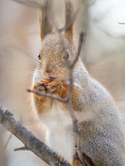 The squirrel with nut sits on tree in the winter or late autumn