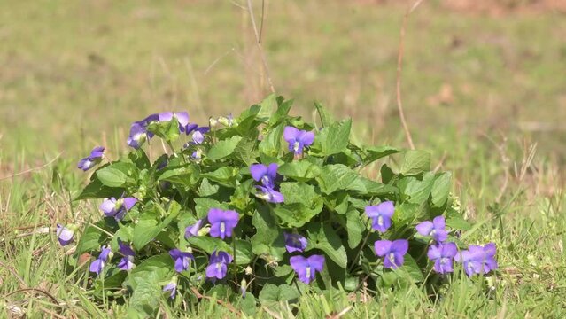 A mound on Common Blue Violets growing in a spring pasture