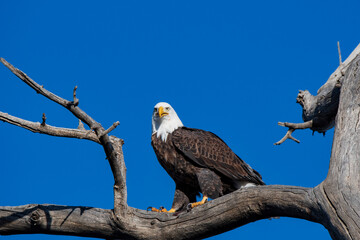 american bald eagle