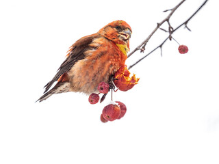 Red Crossbill male sitting on the tree branch and eats wild apple berries. Crossbill bird eats berries.