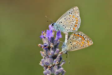 Schmetterling in der Natur  -
butterfly in nature  -
papillon dans la nature	
