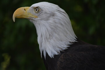 american bald eagle