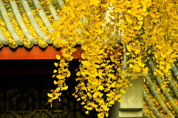 autumn ginkgo tree in the chinese temple