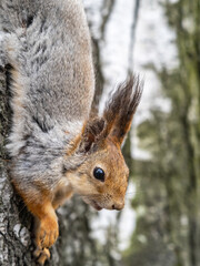 Squirre sitting upside down on a tree trunk. The squirrel hangs upside down on a tree against colorful blurred background. Close-up.