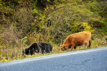 A herd of cows is grazing on the grass by the mountain road