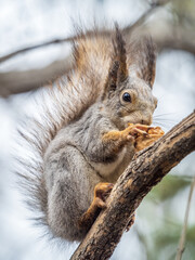 The squirrel with nut sits on a branches in the spring or summer.