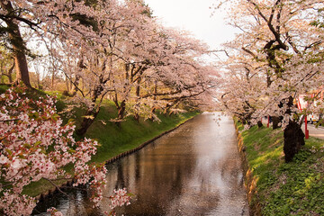 Fototapeta premium Hirosaki Cherry Blossom Festival 2018 at Hirosaki Park,Aomori,Tohoku,Japan on April 28,2018:Spectacular views of cherry blossoms at outer moat. 