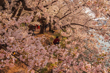 Hirosaki Cherry Blossom Festival 2018 at Hirosaki Park,Aomori,Tohoku,Japan on April 28,2018:Cherry blossom tunnel along the western moat in spring.