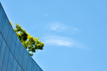 skyscraper with green plant in the sky