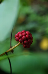 Title: June 21, 2022. macro shot of plants and insects in the tropics, and various flowers and dewy leaf details