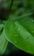 Title: June 21, 2022. macro shot of plants and insects in the tropics, and various flowers and dewy leaf details