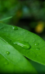 Title: June 21, 2022. macro shot of plants and insects in the tropics, and various flowers and dewy leaf details