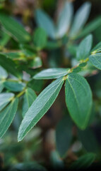 Title: June 21, 2022. macro shot of plants and insects in the tropics, and various flowers and dewy leaf details