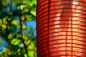  gingko trees and chinese lanterns in spring