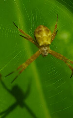 Title: June 21, 2022. macro shot of plants and insects in the tropics, and various flowers and dewy leaf details