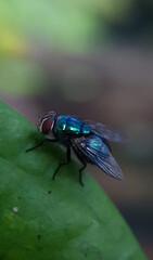 Title: June 21, 2022. macro shot of plants and insects in the tropics, and various flowers and dewy leaf details