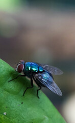 Title: June 21, 2022. macro shot of plants and insects in the tropics, and various flowers and dewy leaf details