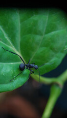 June 21, 2022. macro shot of plants and insects in the tropics, and various flowers and dewy leaf details