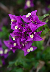 Bougainvillea2