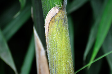 sun shining through the bamboo forest