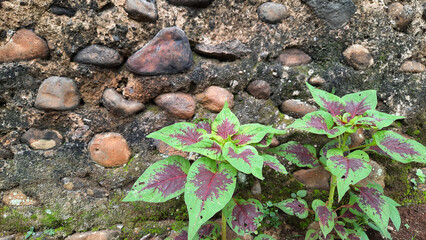 beautiful leafy plant with stone wall background