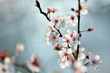 branch of a cherry tree	