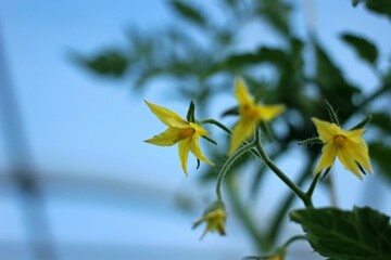 yellow flowers on green tomato bushes in a greenhouse