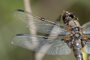 Close-up and detail shot of a flat-bellied dragonfly (Libellula depressa) perched on a branch in nature. The wings can be seen in detail. Small cobwebs hang from it.